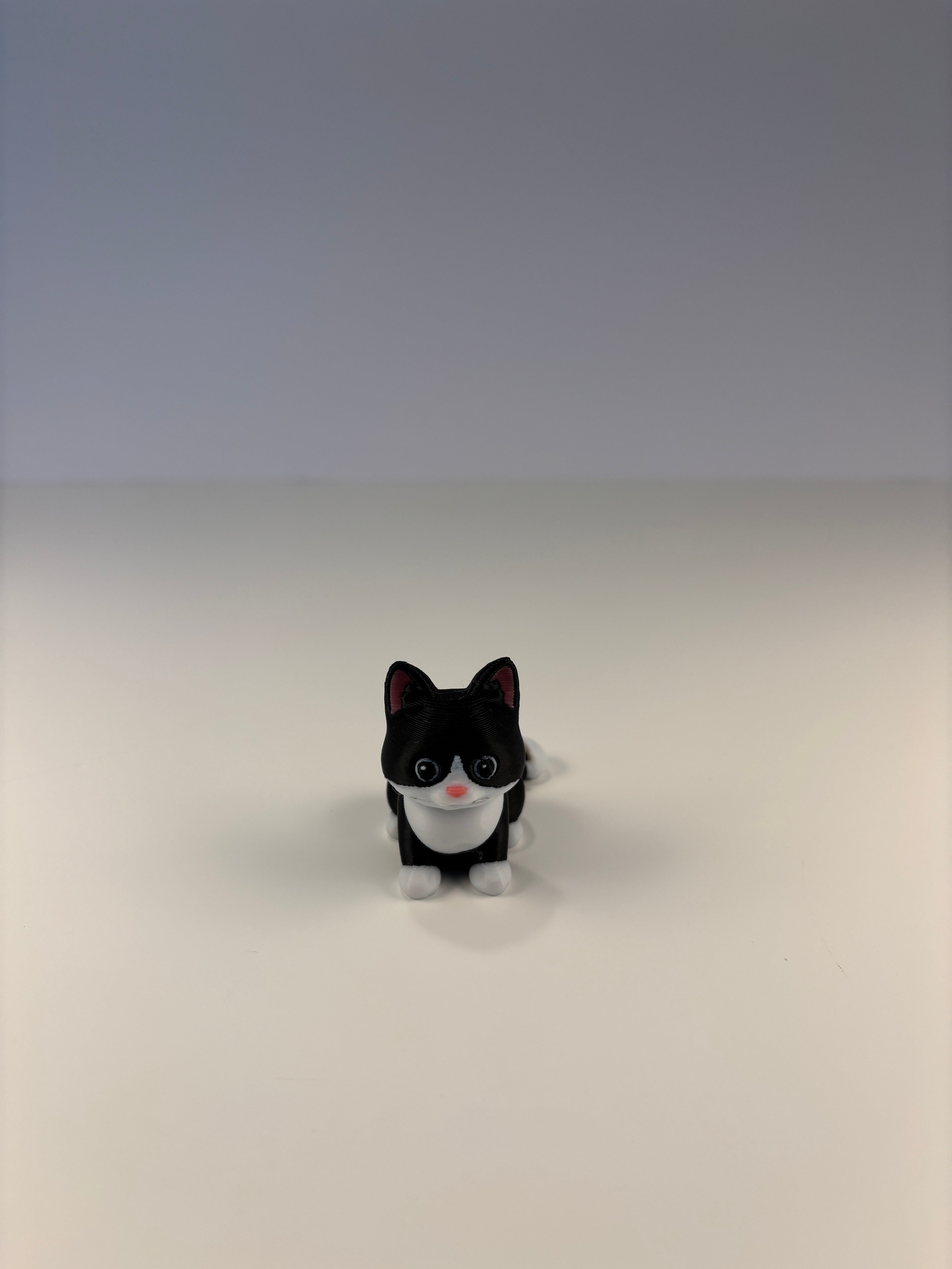 Mittens, the Midnight Library Cat of Whimsey’s Window